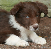 Fizz x Ben pup 5, red and white border collie puppy